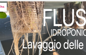 flush flushing lavaggio delle radici idroponica e vaso