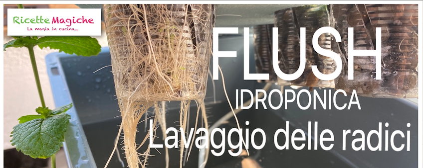 flush flushing lavaggio delle radici idroponica e vaso