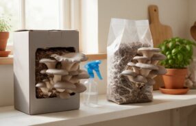 Funghi pleurotus coltivati in casa su una mensola della cucina